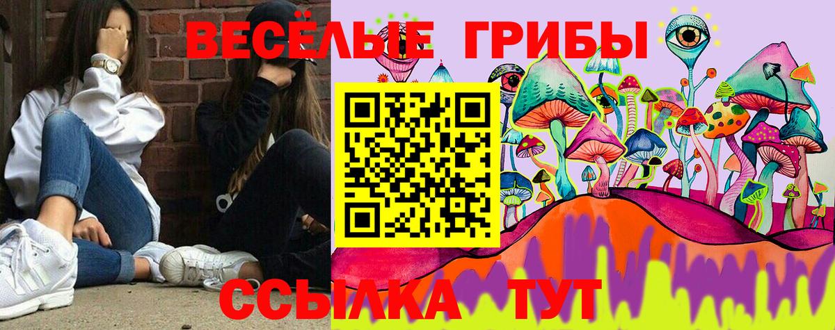 Псилоцибиновые грибы Psilocybe Ачинск